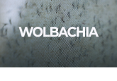 Wolbachia